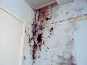 mold growth due to water leak and high humidity inside Orlando, FL home